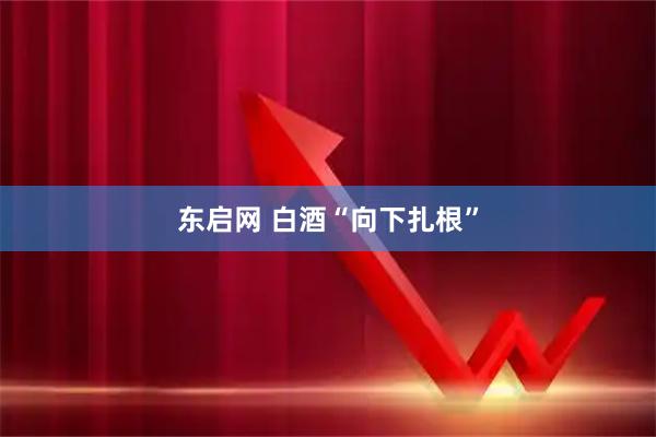 东启网 白酒“向下扎根”